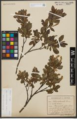 Foto von Salix waldsteiniana Willd.